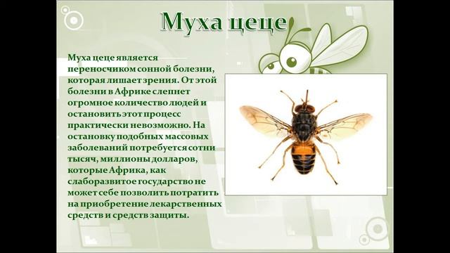 Презентация Насекомые переносчики возбудителей болезней и паразиты смотреть онлайн