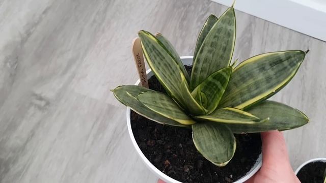 Сансевьерии Ханни (Hahnii). Обзор моей полной мини коллекции. Май 2022. смотреть онлайн