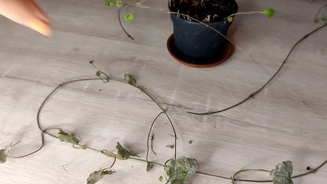 Будра смотреть онлайн
