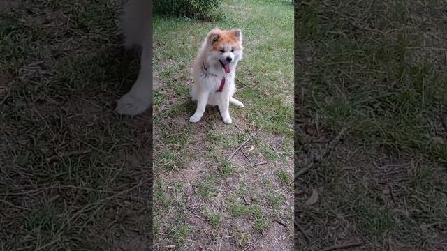 Акита Ину Рэй и я ждём нашу Мамочку с работы. смотреть онлайн