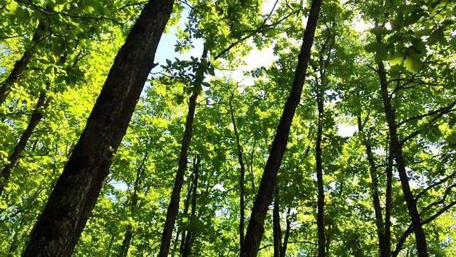 Какие грибы растут в июне. Тихая охота на Кубани! Интересные находки! КТО с нами ЗА ГРИБАМИ?! смотреть онлайн