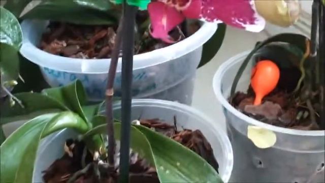 Цветут мои орхидеи Пуансеттия Poinsettia Оrchids смотреть онлайн