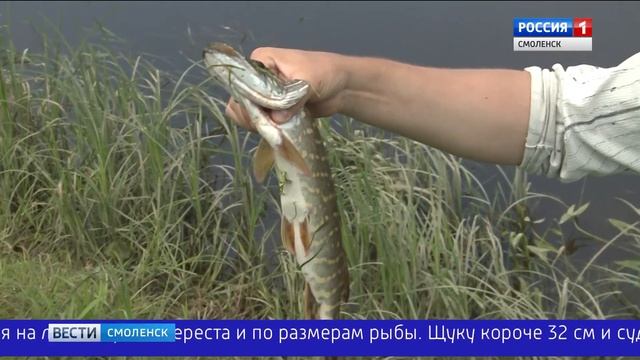 Ловись, рыбка, по новым правилам. На Смоленщине определили нормативы любительского лова смотреть онлайн
