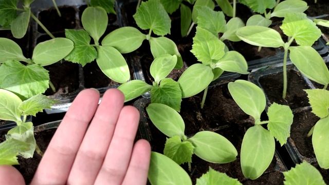 1 ЛОЖКА ПОД РАССАДУ И УРОЖАЙ БУДЕТ В 10 РАЗ БОЛЬШЕ смотреть онлайн
