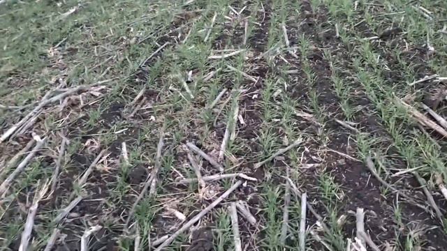 С чем лучше сеять пшеницу?