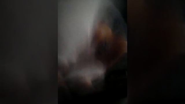 Голубой котик опять шлёт подарки! смотреть онлайн