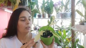 Вариегатный Филодендрон Magic Mask.