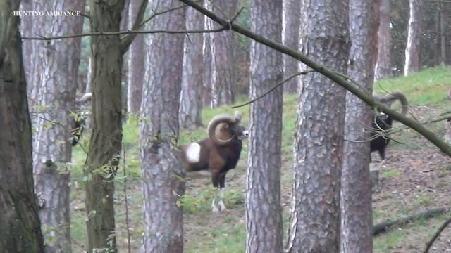 BIG MOUFLON HUNTING - 256 CIC смотреть онлайн