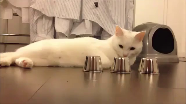 Кручу-верчу, кота запутать хочу смотреть онлайн