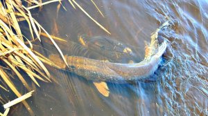 Когда нерест у щуки? Клюет ли щука в нерест? Как долго длится нерест щуки? Жор после нереста щуки!