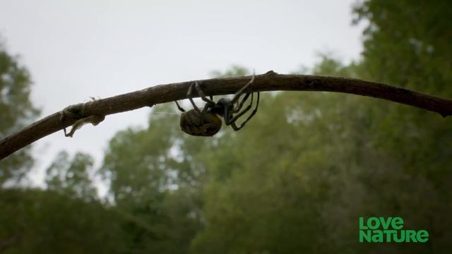 How The Archerfish Guns Down Spiders With Spit смотреть онлайн