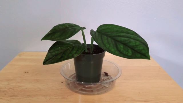Monstera Karstenianum or Monstera Peru Part 01 | Plant Vlog 307 смотреть онлайн