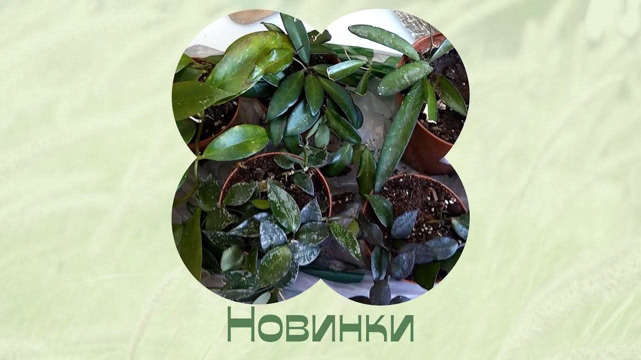 Новинки к 8 марта. Комнатные растения. Цветы дома. смотреть онлайн