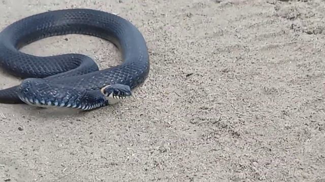 прогулка на природе. Встретили змею. смотреть онлайн
