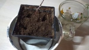 ЗИМНЕЕ РАЗМНОЖЕНИЕ КЛЮКВЫ черенками