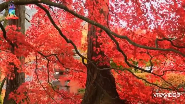 РАССЛАБЛЯЮЩЕЕ ВИДЕО/RELAXING VIDEO/Релакс/Relax/Осень/Autumn