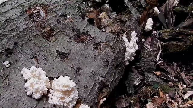 Korálovec bukový смотреть онлайн