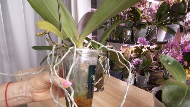 Пять орхидей с выставки. смотреть онлайн