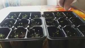 ПЕТУНИЯ ВЫТЯНУЛАСЬ. ЧТО ДЕЛАТЬ? ВСЕ ПРОСТО...