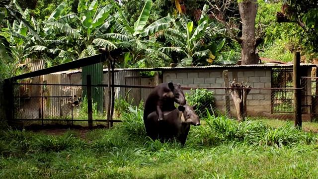 Tapirs mating at the Zoo. Zoologico Nacional de Nicaragua смотреть онлайн
