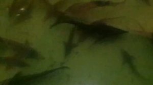 Кормим ленского осетра и стерлядь в домашнем УЗВ.