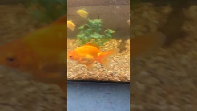 ЗОЛОТАЯ РЫБКА РЕЛАКСУЕТ В АКВАРИУМЕ#РЕЛАКС#МЕДИТАЦИЯ#ЗОЛОТАЯ#РЫБКА# смотреть онлайн