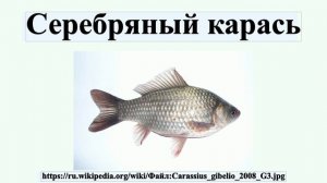 Серебряный карась