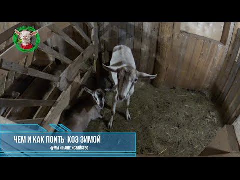Чем и как поить коз зимой. Заметка начинающему козоводу смотреть онлайн