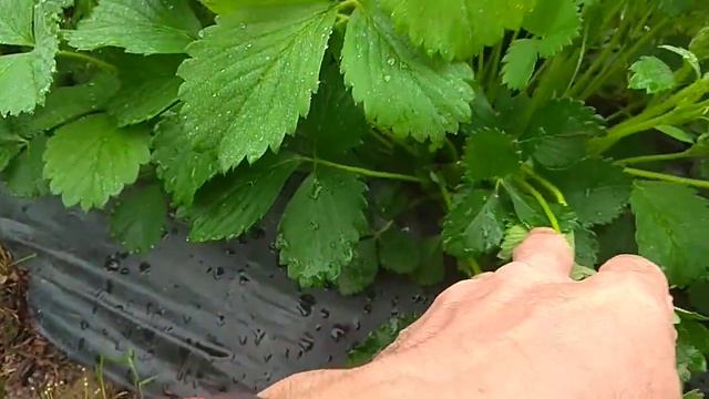массовое цветение КСДшки и как дела на участке смотреть онлайн