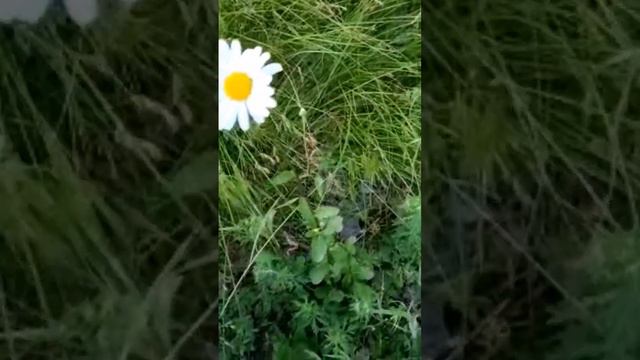 Ромашка, мкр. Шилово, г. Воронеж, 28.05.2023 года смотреть онлайн