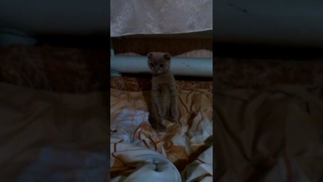 Шотландский вислоухий стоит на задних лапах смотреть онлайн