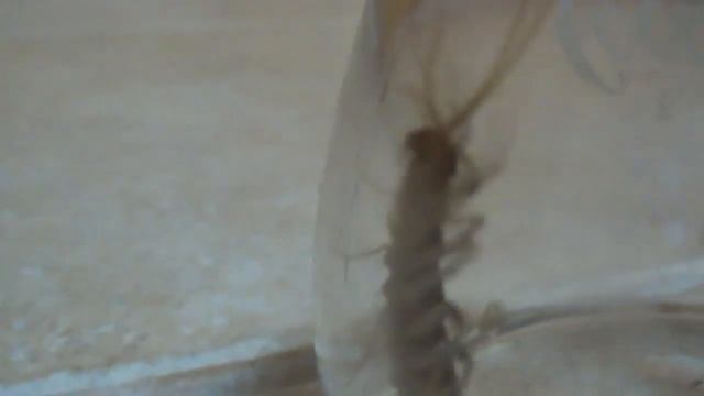 Scutigera coleoptrata czyli CentoPedryl смотреть онлайн