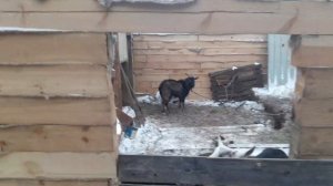 Наш  новый сарай из бруса.Строим сарай из бруса.