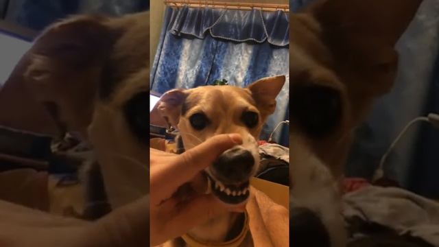 Собачий блатняк смотреть онлайн