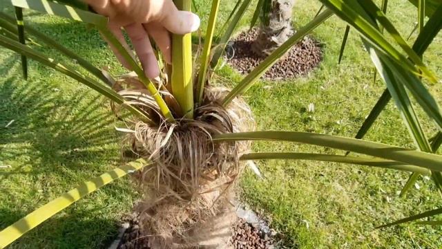 Palme ? auspflanzen Butia capitata, Trachycarpus fortunei, Hanfpalme, Freilandpalme, Exoten Garten смотреть онлайн