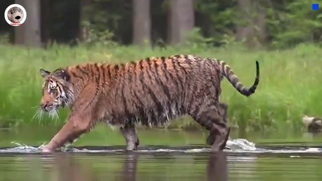 TIGER Simple Wikipedia in English Listening ТИГР Википедия на английском языке смотреть онлайн