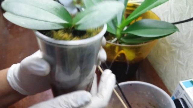 Как избавится от грибов растущих в коре фаленопсиса! Что делать? смотреть онлайн