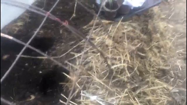 Рассада огурцов  в торфяных стаканчиках. Высаживаем рассаду правильно