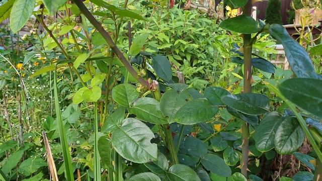 Осенние Цветение Роз. Что надо сделать, чтобы розы цвели до поздней осени смотреть онлайн