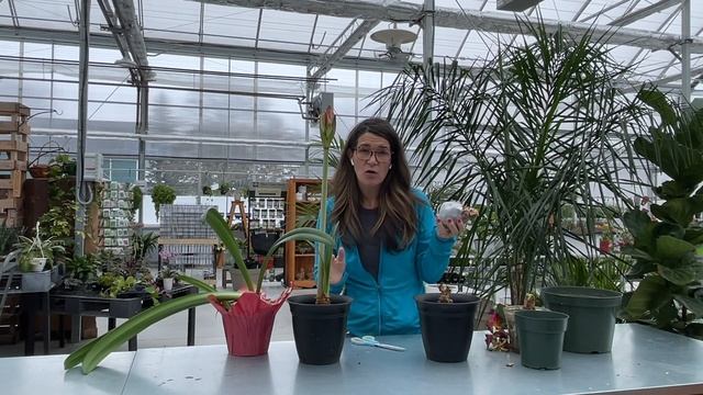 Amaryllis Done Blooming? Here's what to do next! смотреть онлайн