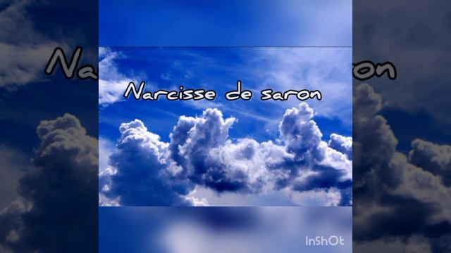 Narcisse de saron смотреть онлайн