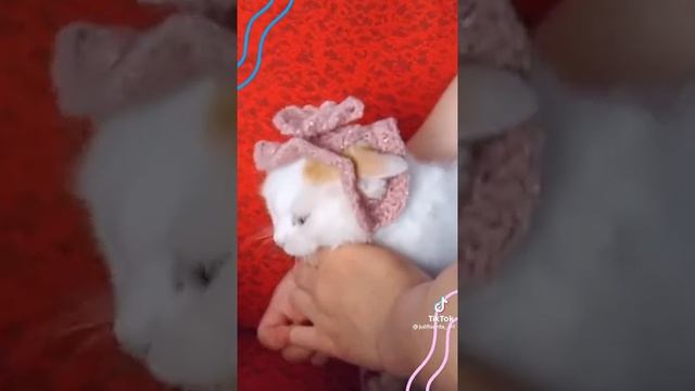 шапочка для кота