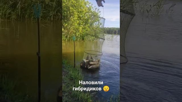 Отличный утренний клёв на заливе Волги. Рыбалка удалась ??? смотреть онлайн