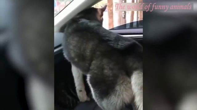 ? Смех и грех! ? Подборка смешных котов для хорошего настроения! ? январь 2022.mp4 смотреть онлайн