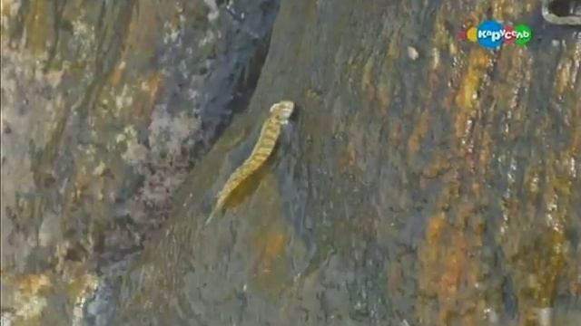 Сухопутная рыба. Скальный прыгун. Микроистория. смотреть онлайн