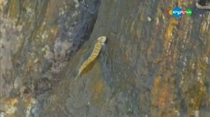 Сухопутная рыба. Скальный прыгун. Микроистория.