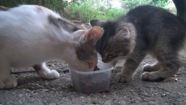 Голодные пушистики. Hungry Cats