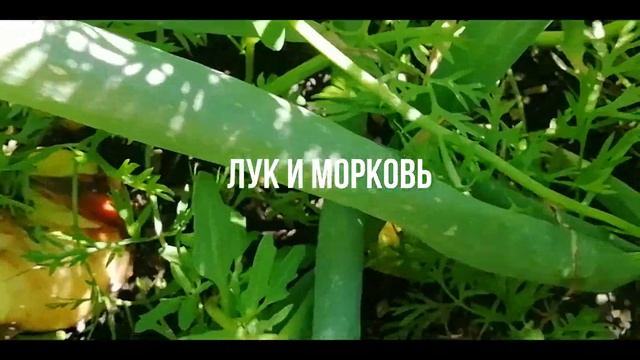 Когда мало места и много толку! В гостях у родителей. смотреть онлайн