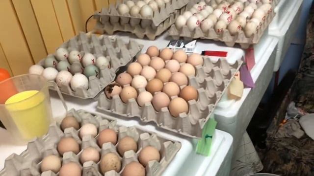 Закладка ещё 297 яиц итого 1200 штук в инкубаторах одновременно смотреть онлайн