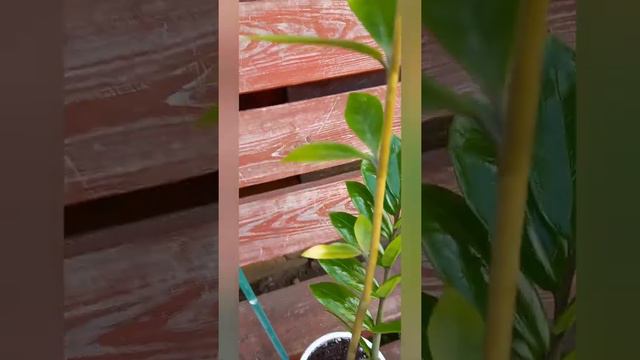 Замиокулькас🌿итоги размножения листом и луковицей смотреть онлайн